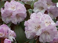 rhododendron_campanulatum_1