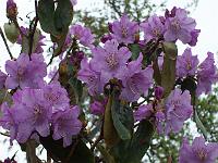 rhododendron_campanulatum_2