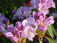 rhododendron_campanulatum