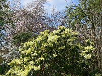 rhododendron_campylocarpum_var_elatum