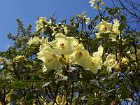 rhododendron_campylocarpum_elatum