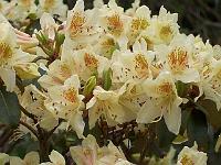 rhododendron_chengshienianum