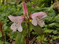 rhododendron_ciliatum
