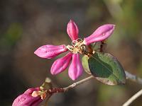 rhododendron_cinnabarinum_var._purpurellum