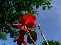 rhododendron_cinnabarinum_var._roylei