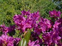 rhododendron_concinnum