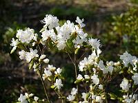 rhododendron_dauricum_album