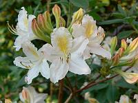 rhododendron_daviesii