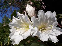 rhododendron_decorum