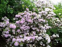 rhododendron_desquamatum