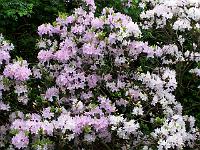 rhododendron_desquamatum