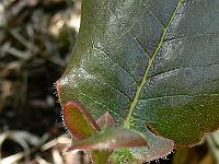 rhododendron_exasperatum