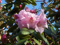 rhododendron_exbeima_2._aksel_olsen