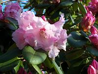 rhododendron_exbeima