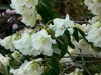 rhododendron_exbeima_5._aksel_olsen