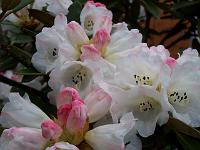 rhododendron_faberi_1