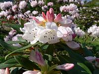 rhododendron_faberi_3