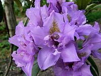 rhododendron_fastuosum_flore_pleno