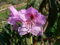 rhododendron-floribundum