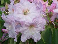 rhododendron_fortunei_lu_shan