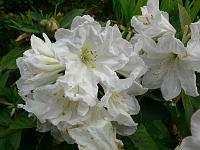 rhododendron_discolor