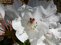 rhododendron-galactinum