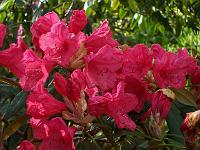rhododendron_griersonianum_hybrid