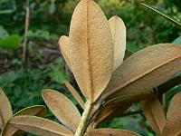 rhododendron_haematodes