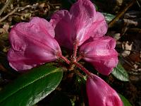 rhododendron_hirtipes