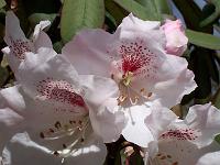 rhododendron_hybrid_1