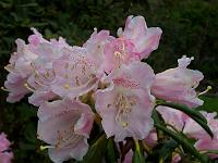 rhododendron_hyperythrum_1