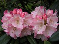 rhododendron_insigne