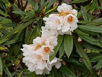 rhododendron_iodes