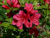 rhododendron_kermesina