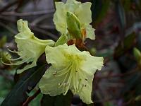 rhododendron_lutescens