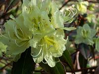 rhododendron_lutescens
