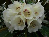 rhododendron_macabeanum