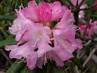 rhododendron_makinoi
