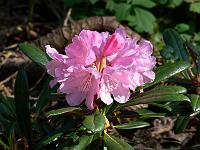 rhododendron_metternichii_mimata