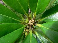 rhododendron_nigroglandulosum