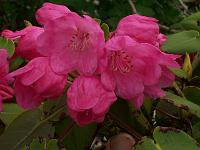 rhododendron_orbiculare