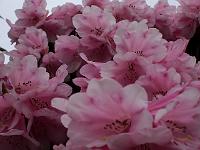 rhododendron_fargesii