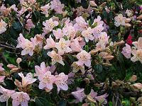 rhododendron_oreotrephes
