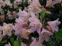 rhododendron_oreotrephes