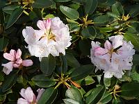 rhododendron_pachysanthum