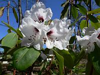 rhododendron_pachytricum