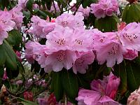rhododendron_pachytricum_hybrid.aksel_olsen