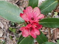 rhododendron_pocophorum_var._hemidartum