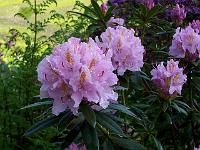 rhododendron_ponticum_hybrid