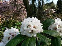 rhododendron_prattii